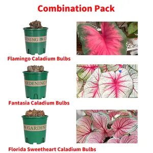 3 PCS Caladium Bulbs Set, Flamingo Fantasy Florida Sweetheart, Romantic Pink Tones Artistic Variegated Heart-shaped Leaves, Tropical Ornamental Foliage, Low Care Houseplant, Versatile Decor for Indoor Room Window Patio, Lovely Gift for Plant Collectors