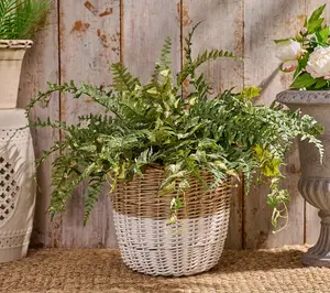 21" Mixed Fern Urn Filler by Valerie