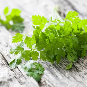 Curled Chervil Organic Seeds (Anthriscus cerefolium) Delicate, parsley-like herb with mild anise flavor. Great for spring and fall sowing in cooler climates.