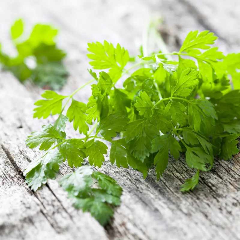 Curled Chervil Organic Seeds (Anthriscus cerefolium) Delicate, parsley-like herb with mild anise flavor. Great for spring and fall sowing in cooler climates.