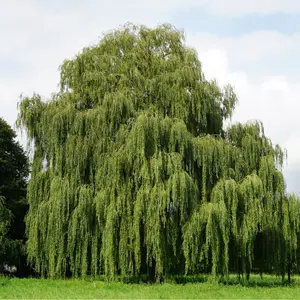 Golden Weeping Willow – Live Bare Root, 2–3 ft | Salix alba ‘Pendula’