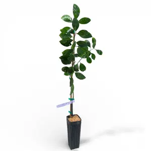 Dobashi Beni Satsuma Tree | No Ship CA AZ LA FL | Deep Orange-Red Mandarin, Sweet Seedless Citrus & Easy Peel | Premium Indoor Outdoor Citrus Tree