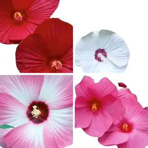 Hibiscus Luna Mix 6 to 8 inch Starter Plant 2 Hibiscus Plant Moscheutos Random Blooms of Pink/Red/Rose and White