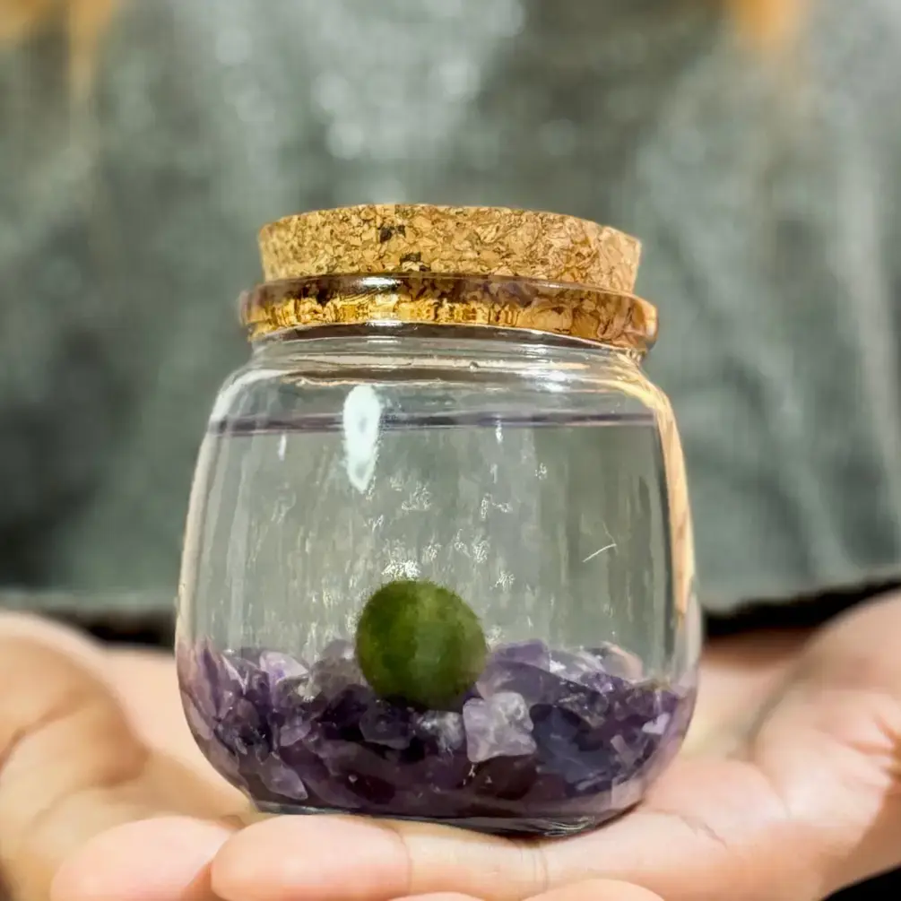 Medium Moss Ball Terrarium with Amethyst Crystals, 3" Height, 3" Diameter, Natural Home Decor Plant, Ideal for Decorations, Made in USA, Zebra Mussel-Free
