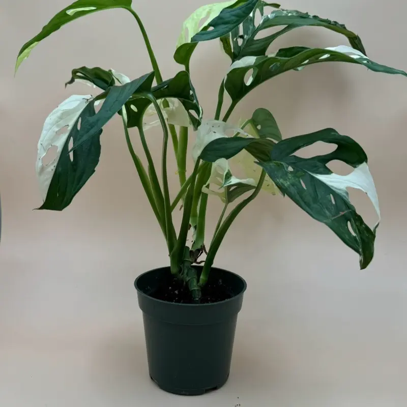 philodendron burle marx kaufen Philodendron 'Burle Marx' main image 0