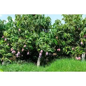 THAI PURPLE MANGO Nam-Dok-Mai Si Mueng Tree