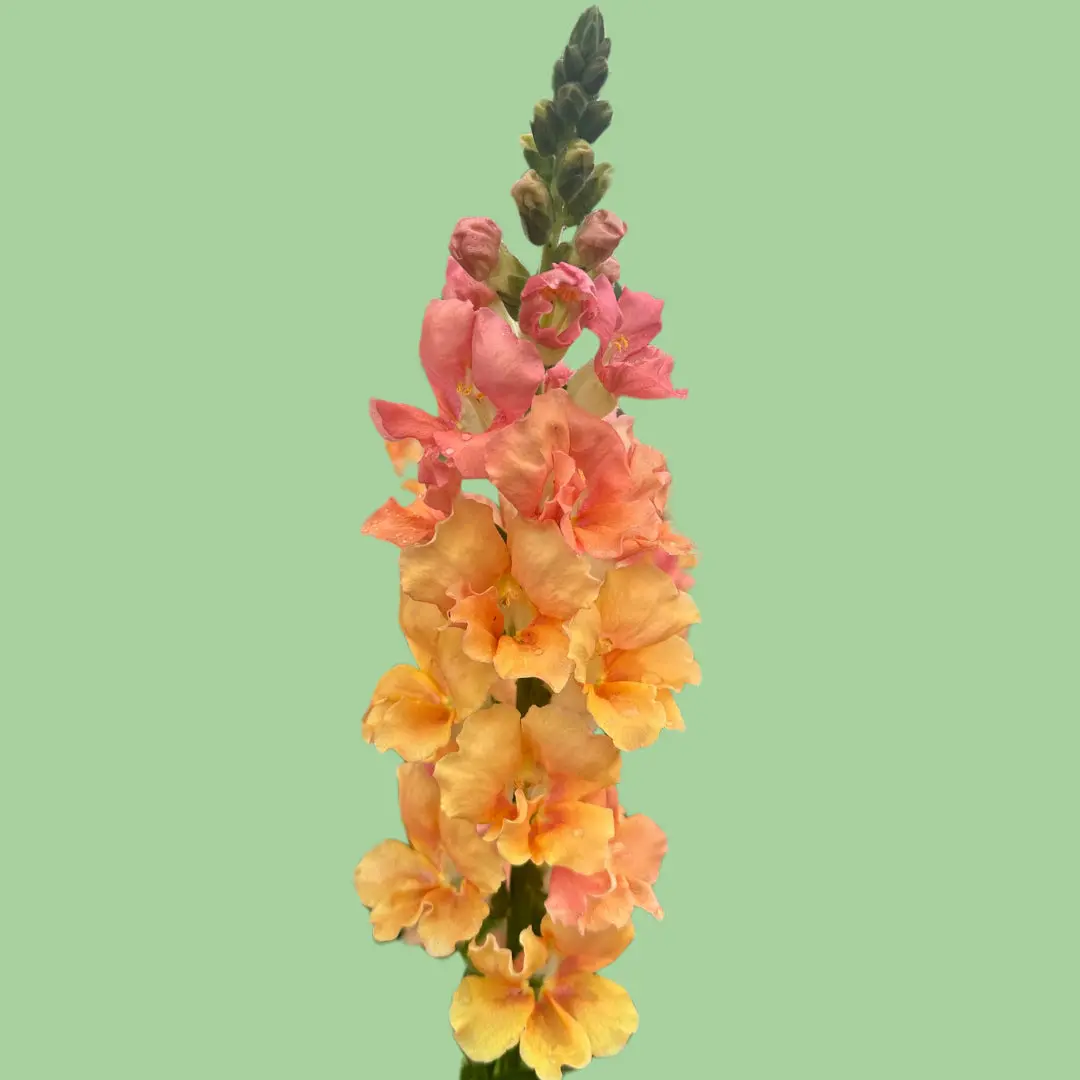 Snapdragon Chantilly 'Salmon' seeds