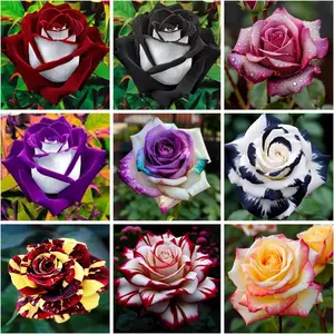 Beautiful Rose Seeds – Easy to Plant Perennial Rare Exotic Garden Plants – Perfect for Weddings & Gifts
