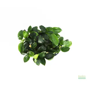 Anubias Nana Petite (Amazing Aquascaping Plant)