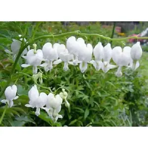Bleeding Heart - White ,PERENNIAL