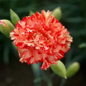Green River 100 Chabaud Carnation Seeds - Heirloom Fancy Carnation Seeds in Classic Frilled Forms for Seasonal Gardens Borders Pollinator Beds Window Boxes & Cut Flower Arrangements Spring Blooms
