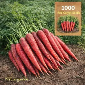 Red Carrot Seeds – 1000 Seeds for Planting