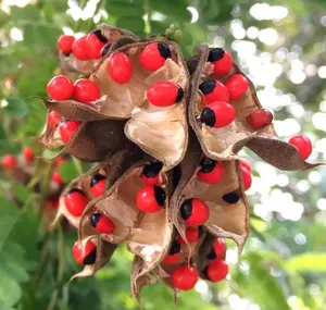 Red Bead Tree Seeds - 25 Pack Ornamental Florida Vine Plant for Unique Red Beads - Low Maintenance Gardening - Well Draining Soil Required