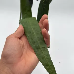 Rare  Anthurium Wendlingeri - Rare & Exquisite Collector's Plant -   Easy Maintenance Indoor Houseplant