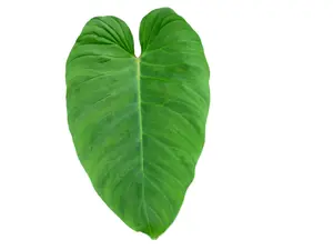 Philodendron verrucosum cf