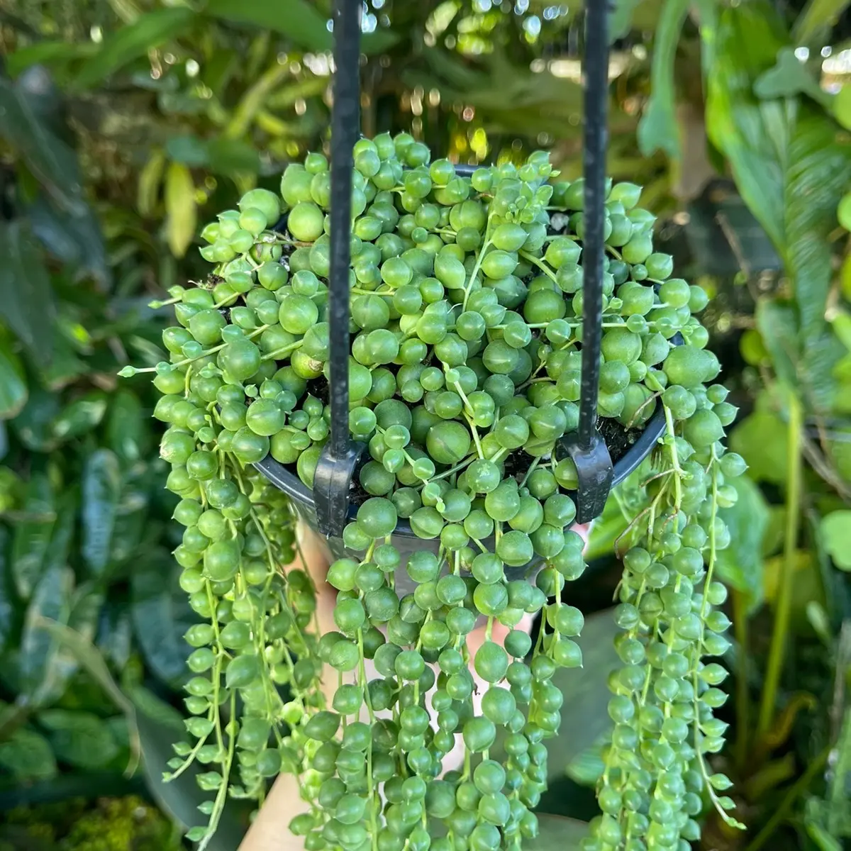 6” String of Pearls Succulent Live Plant
