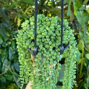 String of Pearls Rare Succulent Live Plant
