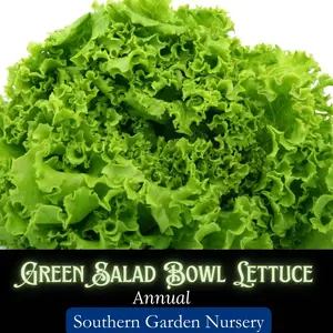 Green Salad Bowl Lettuce Seeds, Heat Tolerant, Heirloom Non-GMO Vegetable Garden Seeds
