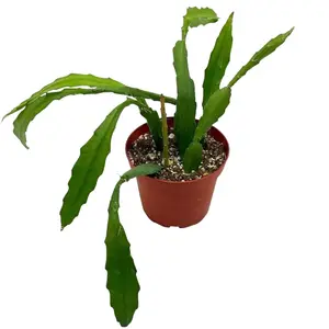 BubbleBlooms Epiphyllum Orchid Cactus in a 4 inch Pot Disocactus ackermannii,