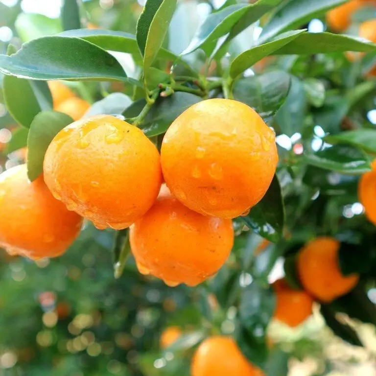 5  Meiwa Kumquat seeds| Fortunella crassifolia | Sweet Kinkan | Seeds