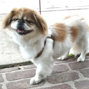 Choke Free Shoulder Collar Dog Harness