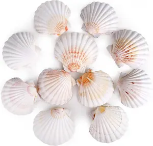 8 count 4-4.5 Inch  White Scallop Shells Sea Shells for DIY Craft Home Decor