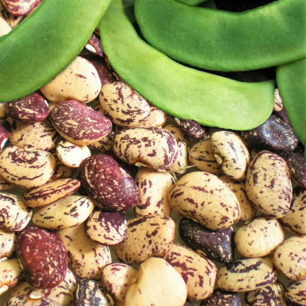 TomorrowSeeds - Jackson Wonder Lima Bean Seeds -  Speckled Southern Baby Butter Beans Purple Pea USA Garden Vegetable Seed For 2024