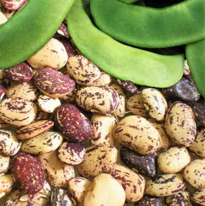 TomorrowSeeds - Jackson Wonder Lima Bean Seeds -  Speckled Southern Baby Butter Beans Purple Pea USA Garden Vegetable Seed For 2024