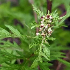 Mugwort Seeds