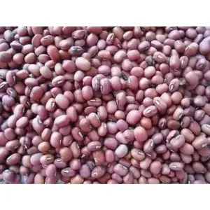 RED MUNG BEAN ,( BUSH BEAN) Grow Sprouting or Cooking, Asian Vegetable !