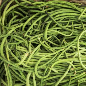 TomorrowSeeds - You Fong Wong Yard Long Bean Seeds -  Black Seeded USA Asparagus Green String Bean Cowpea Chinese Asian Vegetable Seed For 2024