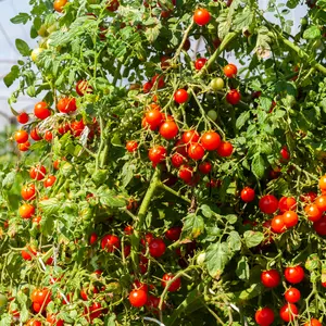 Cherry Tomato Organic Seeds (Solanum lycopersicum) – Small, sweet, and juicy tomatoes perfect for snacking, salads, and garnishes. Prolific producer.