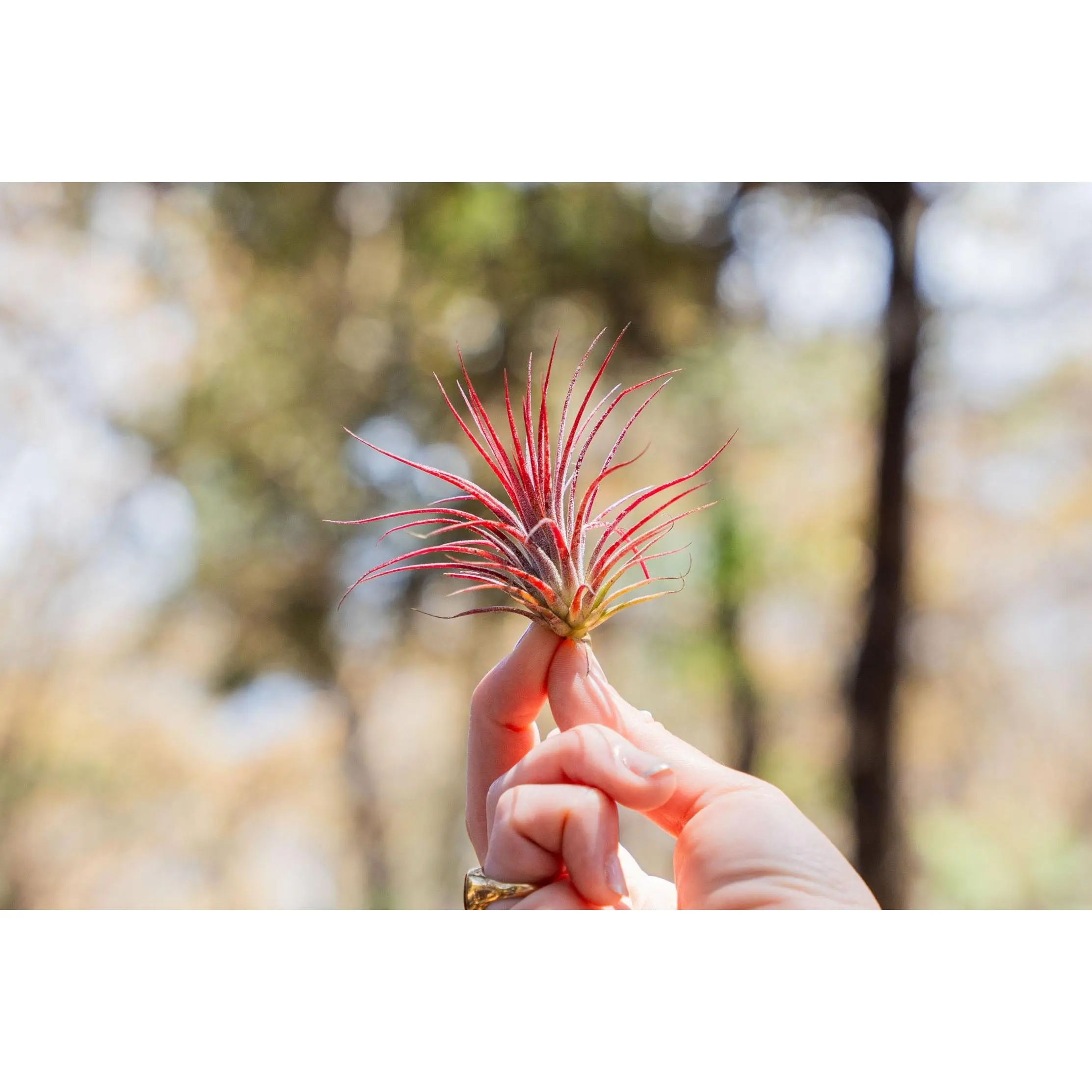 Tillandsia Ionantha Fuego Air Plants [Single Plant] - Low Maintenance House Plant  Decor - Whimsical - Vintage - Air Purifying - Self Care - Healthy Living -  TikTok Shop