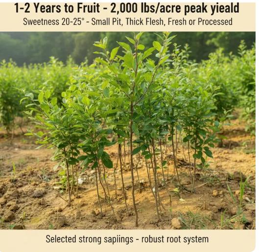 Live Exclusive Heirloom Non-GMO Grafted Plum Tree Sapling – Live Perennial Fruit Tree for Outdoor Garden & Backyard Planting