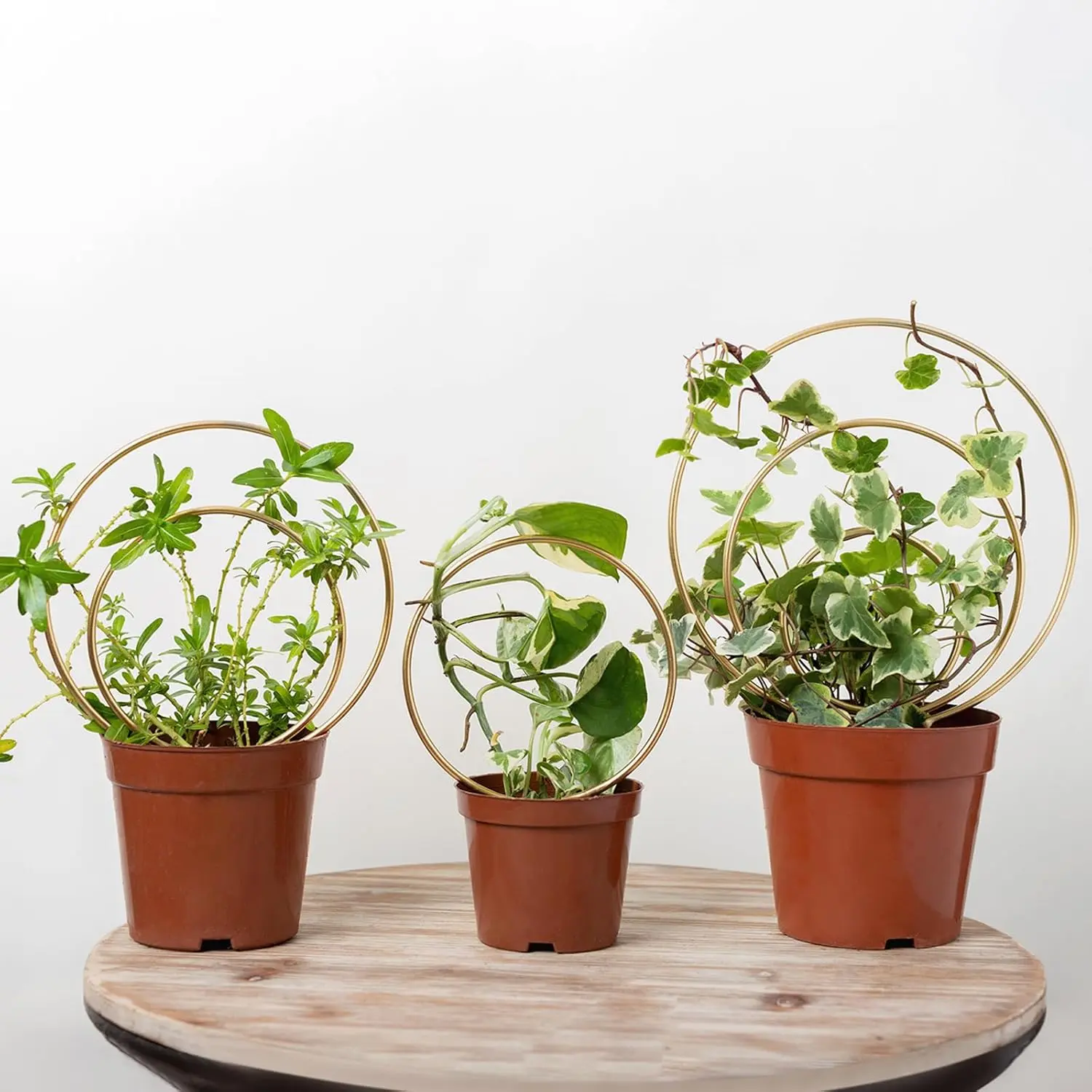 Mirthdino Metal Hoya Trellis - 3-Pack Matte Finish Iron Coated Set Pack with Adjustable Heights, Small Plant Support for Indoor Ivy & Outdoor Potted Climbing Plants