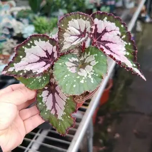 QHT-11 Live Stream Exclusive Link Green Silver Red Edge Rex Begonia 4” Pot | Multi-Tone Foliage | Ornamental Plant for Indoor Space