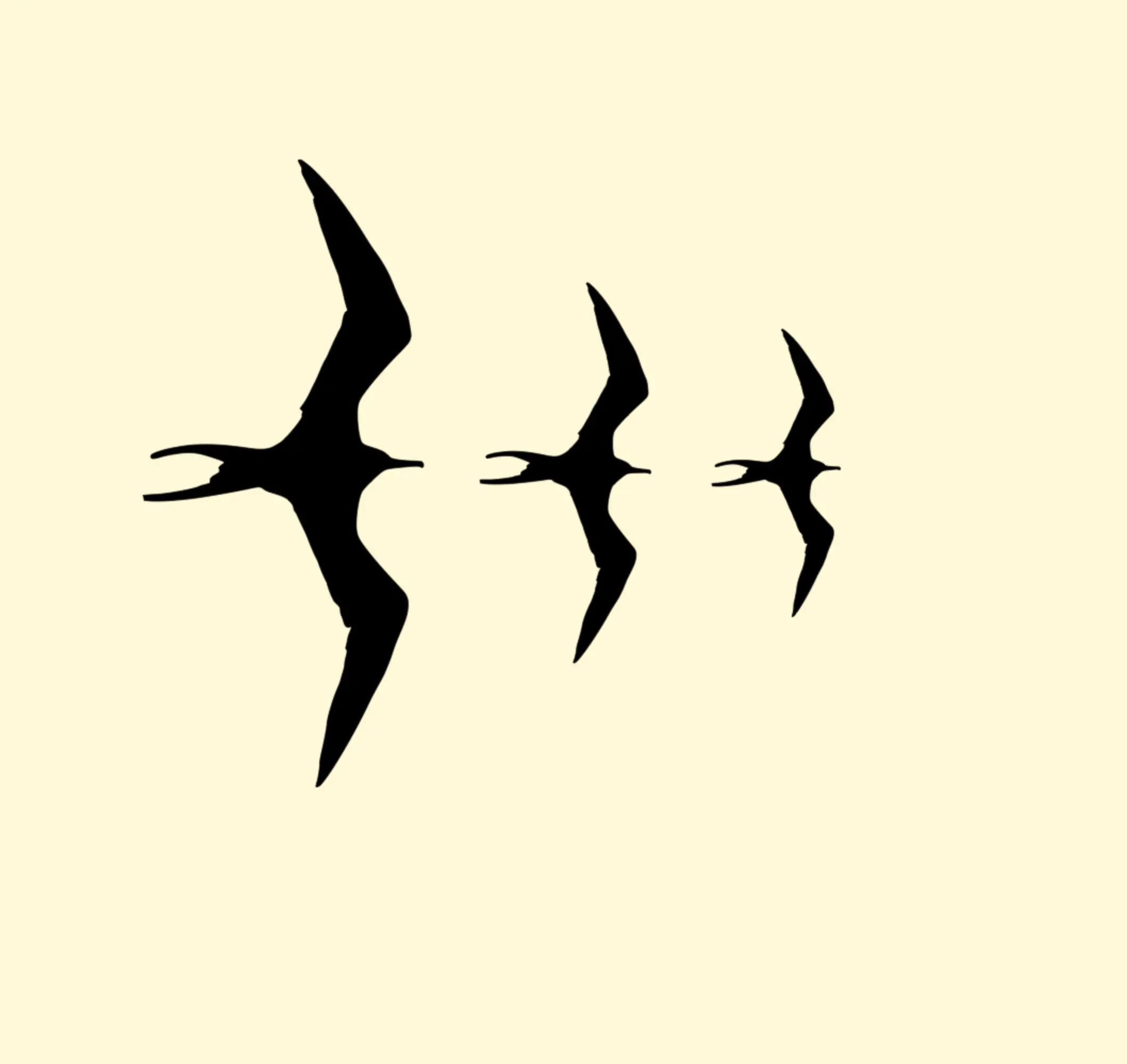 Iwa Bird Variety Pack (Includes 3 Sizes)