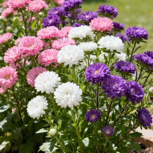300 Aster Flower Seeds – Bright Multi-Color Blooms for Fall Gardens & Borders (Seeds Only)