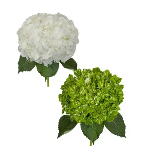 White and Emerald Variegated Hydrangeas