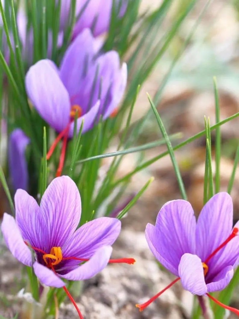 Saffron Corms Crocus Sativus Live Bulbs, Edible Spice Flower Bulbs, Autumn Blooming Purple Saffron Flowers, Well Developed Root Corms For Garden Patio Balcony Pot Planting