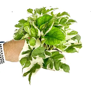 4" NJoy Pothos, Live Houseplant, Beginner Friendly Indoor Plant