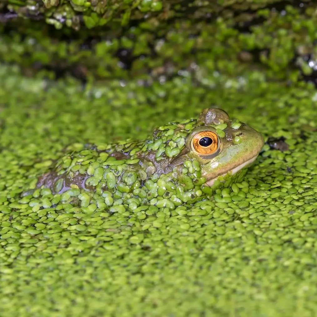 1,500 Duckweed Plants Lemna Minor for Aquarium Koi Pond Aquascape Protein-Rich Food for Fish Ducks & Water Pets Nutrient Management in Aquaria