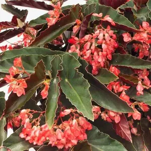 Live   Angel Wing/cane Begonia Torch Red Begonia Rooted