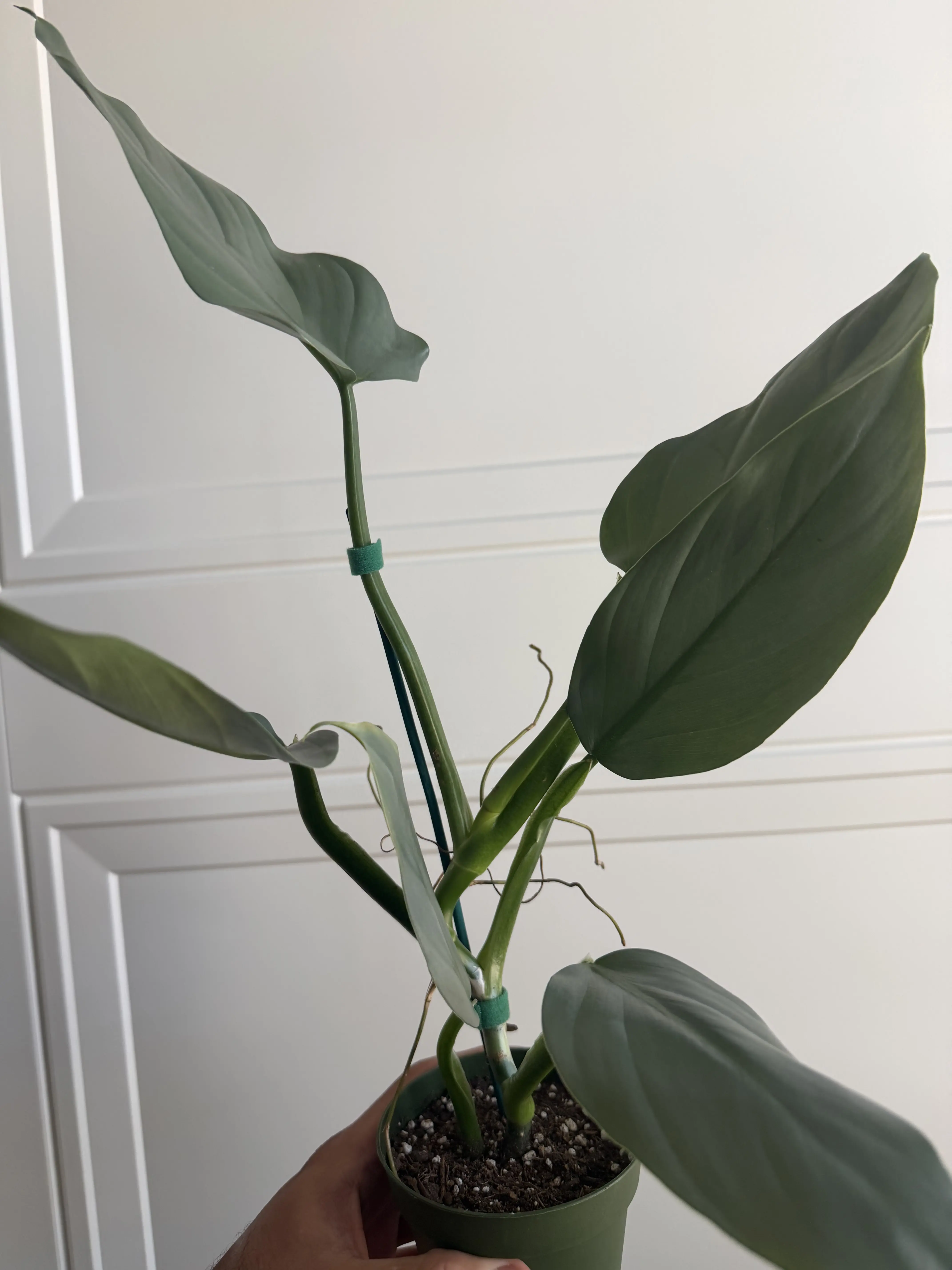 Philodendron Silver Sword