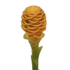 Shampoo Ginger