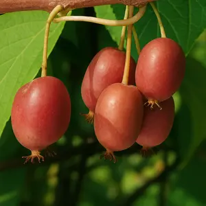 "Hardy Red" Hardy Kiwi (Female)