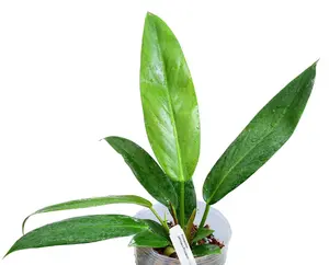 Philodendron Ivan Portilla