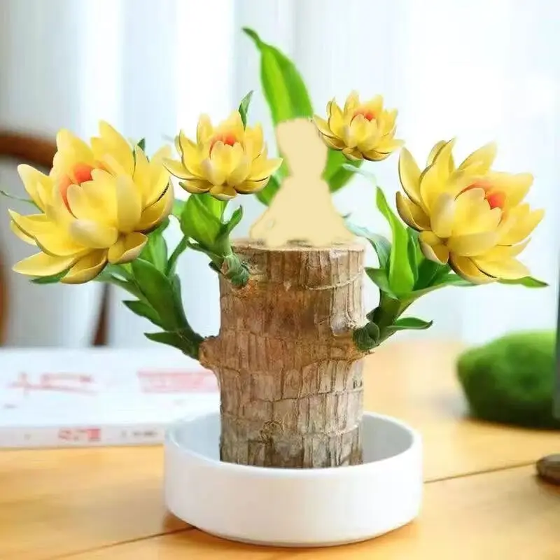 【2025】Brazilian Lucky Wood, Plant ，Tree，Ornaments ，Wooden，Bring You Luck，Increase Wealth, Mysterious Doll with Base, Easy to Grow Indoors, Decor Gift