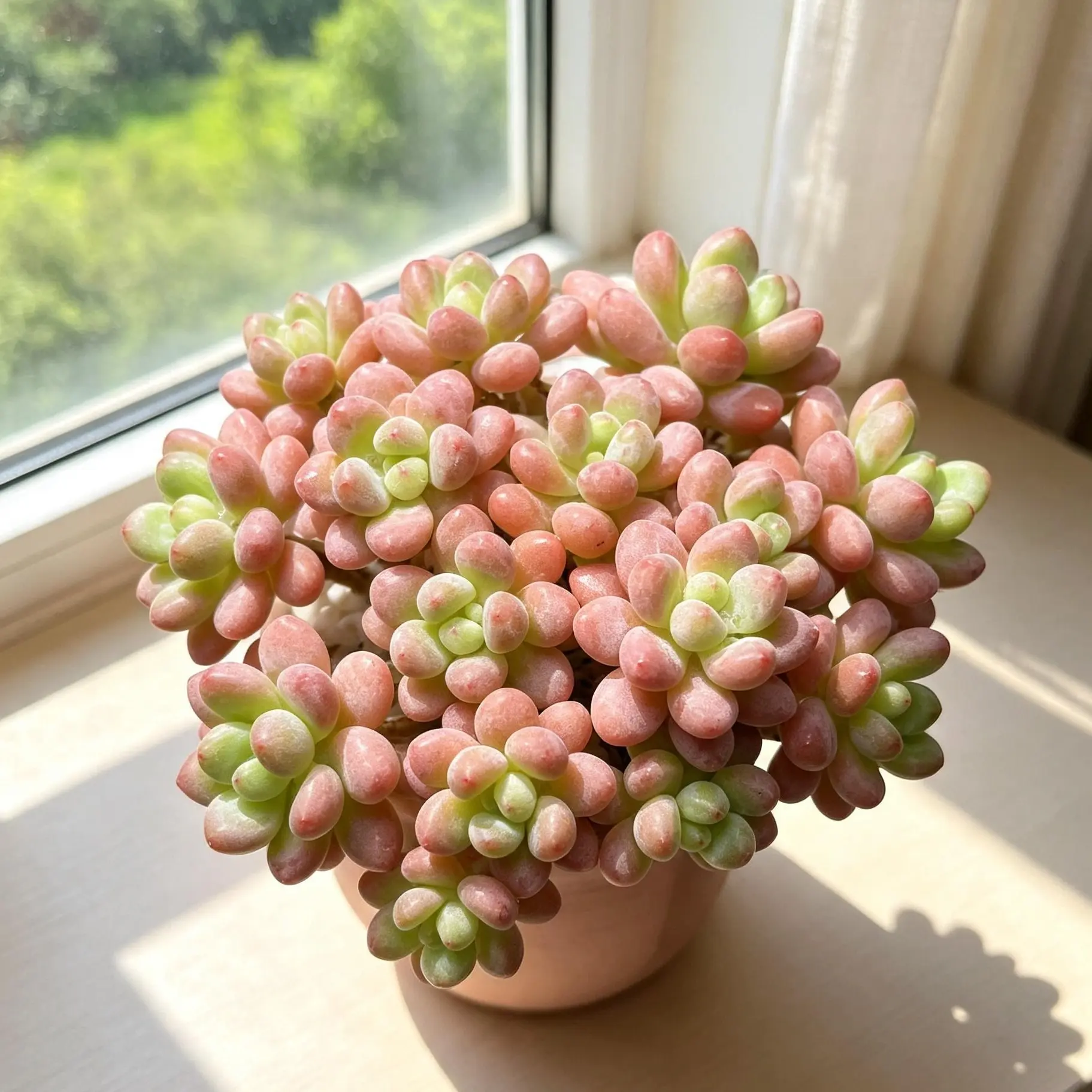 Caviar Succulent Live Plant – Colorful Rare Succulent, Bare Root (No Pot), Easy Care, Beginner Friendly, Indoor Houseplant, Home & Garden Decor, Plant Lover Gift
