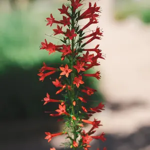 Gilia Red Standing Cypress Seeds (Ipomopsis rubra) Spiky red blooms on tall stems attract hummingbirds. Native wildflower perfect for prairie-style and pollinator gardens.